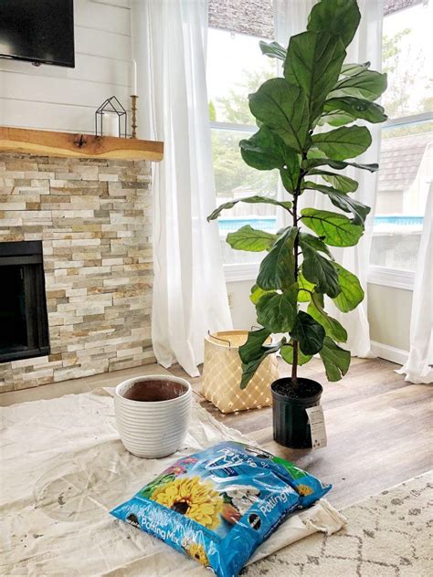 Are you a proud new owner of a fiddle leaf fig or are looking for more information on how to care for it? How to repot your Fiddle Leaf Fig Tree - Making Our Haven ...