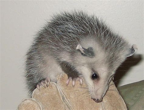These opossums eating are incredibly cute. Are opossum dangerous to cats, dogs or other pets?