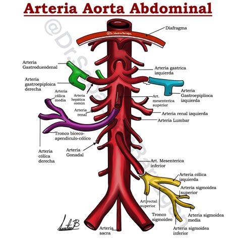 Mitones Mi Tres Anatomia Aorta Abdominal Y Sus Ramas Cuarto Camisa Sobre