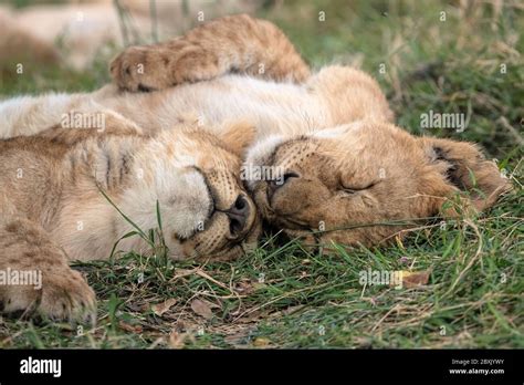 Baby Lion Sleeping High Resolution Stock Photography And Images Alamy