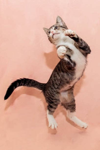 Cat Jumping In Air Stock Photos Pictures And Royalty Free Images Istock