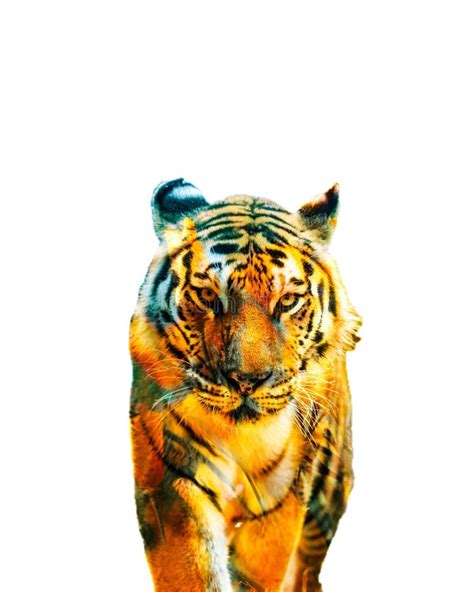 A Tiger Portrait With A Colorful Nice Looks Stock Photo Image Of