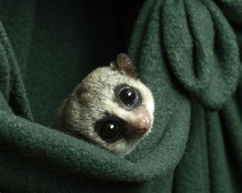 Dwarf Lemurs Are Coming Out Of Winters Slumber Heres Why Scientists