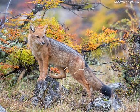 New Photos Patagonia 2017 Wildlife And Scenery Max Waugh