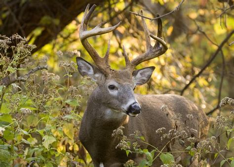 Whitetail Deer Buck Stock Image Image Of Focus Male 7064299