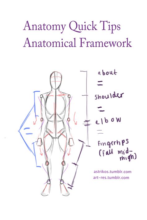Anatomy Tutorial Drawing Anatomy Drawing Diagram