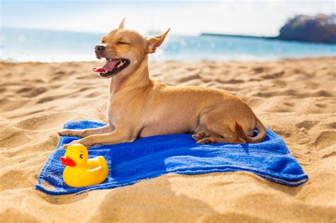 Summer Fun For Your Pet Its A Dogs World