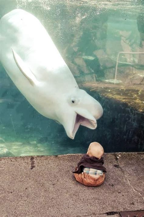 Golfinho Rosa Baleia Beluga Animais Animais Bebês