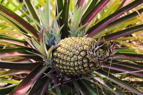 How To Grow Your Own Pineapple At Home Plantyou