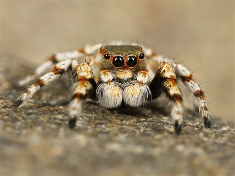 What Do Jumping Spiders Eat In The Wild And As Pets Diet And Health