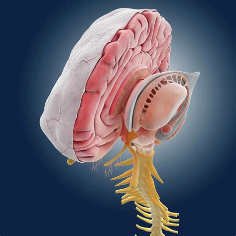Brain Anatomy Photograph By Springer Medizin Science Photo Library Fine Art America