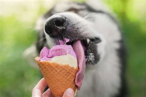 Can Dogs Eat Ice Cream Depend On Dogs