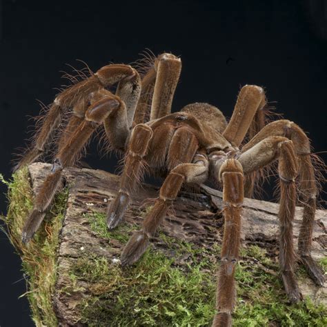 a picture of a tarantula spider ~ regius phidippus spider jumping regal female královská biolib