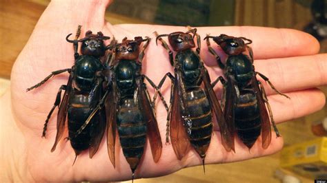 Giant Asian Hornets Are Killing People In China Breeding In Larger Numbers Huffpost Videos