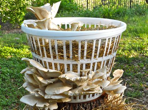 Laundry Basket Filled With Straw Growing Large Elm Oyster Mushrooms