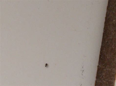 If you see tiny white bugs in your house, they could be any number of pests. tiny bugs on walls and ceiling | Nakedsnakepress.com