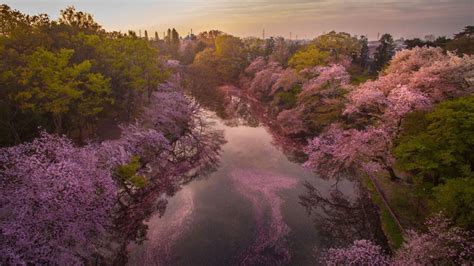 Photos Of Cherry Blossoms Turning Ponds Pink In Japan