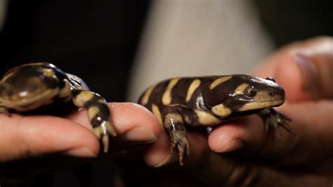 6 Tiger Fire Salamander Care Tips Pet Reptiles YouTube