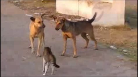 КОТЫ НАПАДАЮТ НА СОБАК Crazy Cat Attacks Dog Подборка приколов 4
