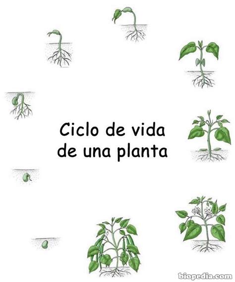 ¿qué Tanto Sabes De Las Plantas