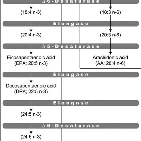 Biosynthesis Of Highly Unsaturated Essential Fatty Acids The N 3 And