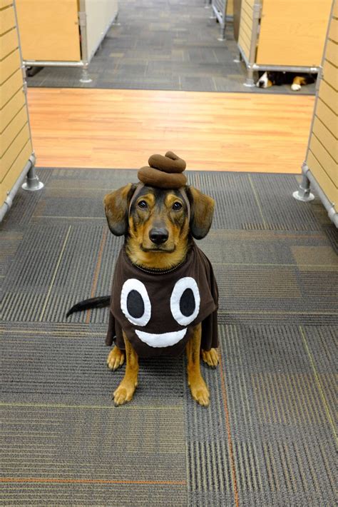 Pin Von Gaby Santaolalla Auf Emojis Hund Halloween Kostüm Hund