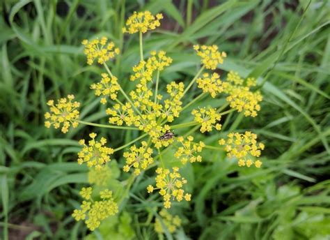 Wild Parsnip Profile And Resources Invasive Species Centre