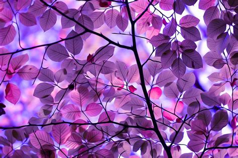 Purple Tree Wallpapers Top Free Purple Tree Backgrounds Wallpaperaccess