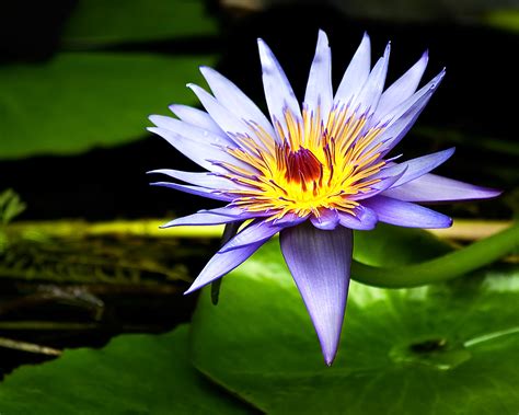 70 Water Lily Wallpaper