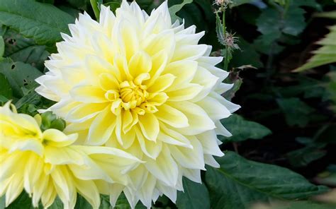 Dahlia Flowers White And Yellow Hd Wallpaper High