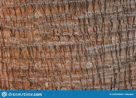 Detail Of The Trunk Of A Washingtonia Palm Tree Stock Image Image Of