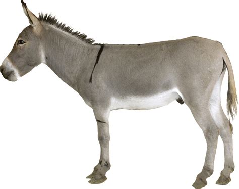 Grey Donkey Standing Png Image Purepng Free