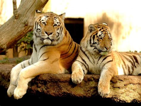 Tiger Wallpapers Free Love Images Of Love
