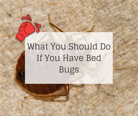What You Should Do If You Have Bed Bugs Knockout Pest Control
