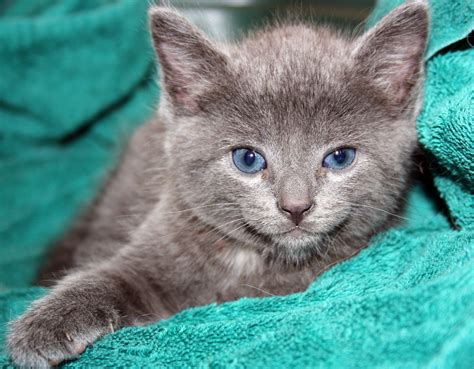 Grey Blue Eyed Kitty Cute Animals Crazy Cats Kitty