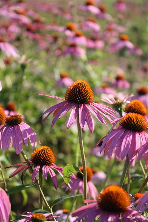 Purple Coneflower Echinacea Purpurea Taylor Creek Restoration Nurseries