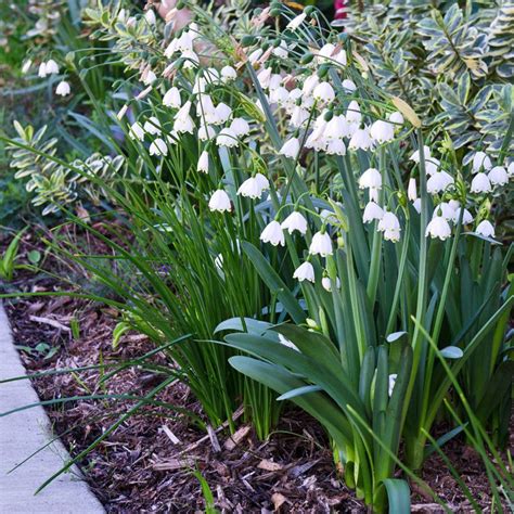 Photo 65080 Leucojum Aestivum Gravetye Giant Plant Lust