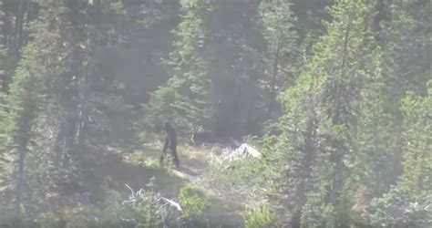 This Hilariously Fake Bigfoot Sighting Keeps Making Rounds