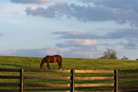 Lexington Kentucky Horses Stock Photos Pictures And Royalty Free Images