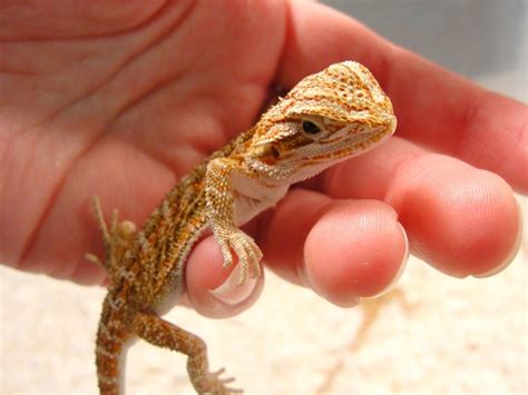 How To Care For A Baby Bearded Dragon Baby Bearded Dragon Bearded