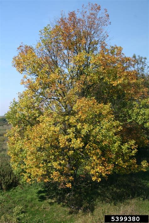 Green Ash Fraxinus Pennsylvanica