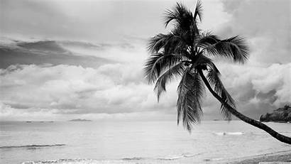 Palm Tree Coconut Desktop Uhd 4k Background