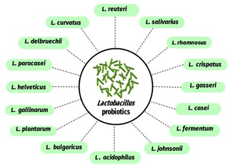 Lactobacillus Species As Probiotics Isolation Sources And Health
