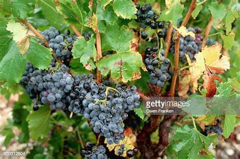 Grenache Grape Photos And Premium High Res Pictures Getty Images