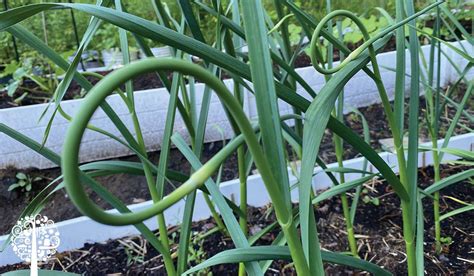 Harvesting Delicious Garlic Scapes In The Garden Garden Culture Magazine