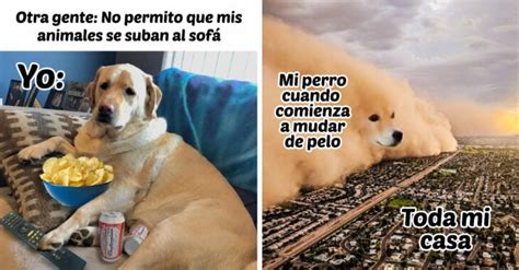 Los Mejores Memes De Perros Para Compartir En Los Estados De Whatsapp Images