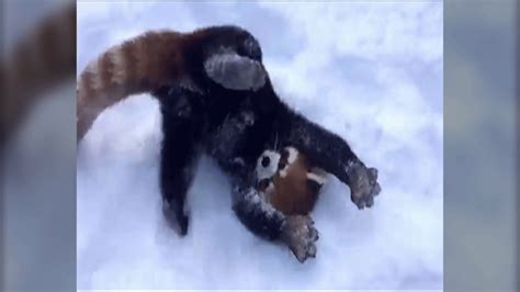 Viral Video Shows Red Pandas Playing In Snow At Ohio Zoo Ktla