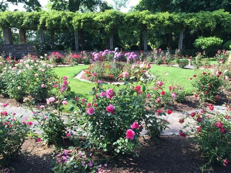 English Rose Garden In Connecticut By English Gardens And Designs Llc