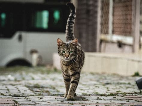 Feral Cat Trap Neuter Return Friends Of Barc
