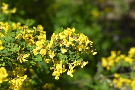 Vetch Like Coronilla Stock Image Image Of Vetchlike 248940281